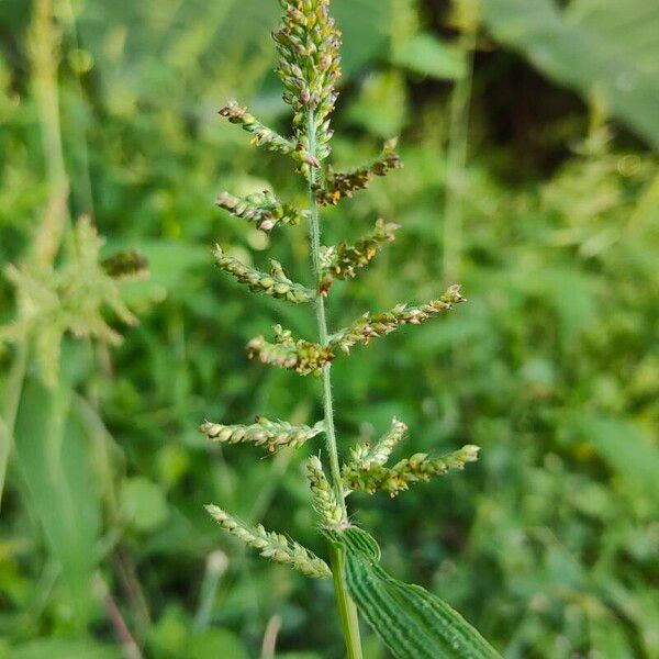 Setaria barbata Blomst