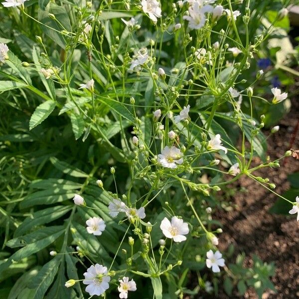 Gypsophila elegans Fiore