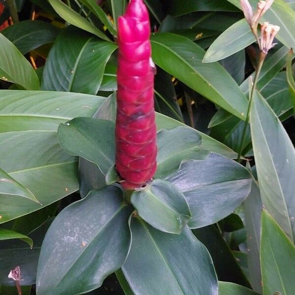 Costus woodsonii Flower