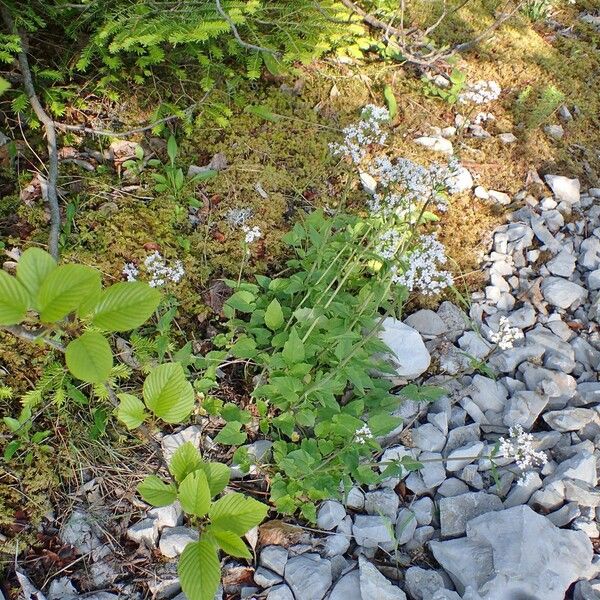 Valeriana tripteris Hábitos