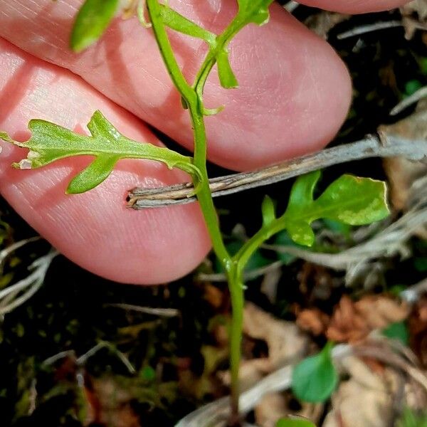 Cardamine parviflora 葉