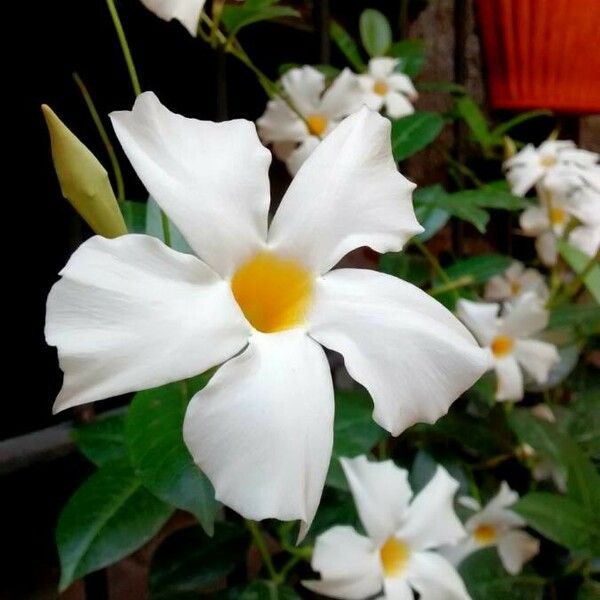 Mandevilla laxa Flower