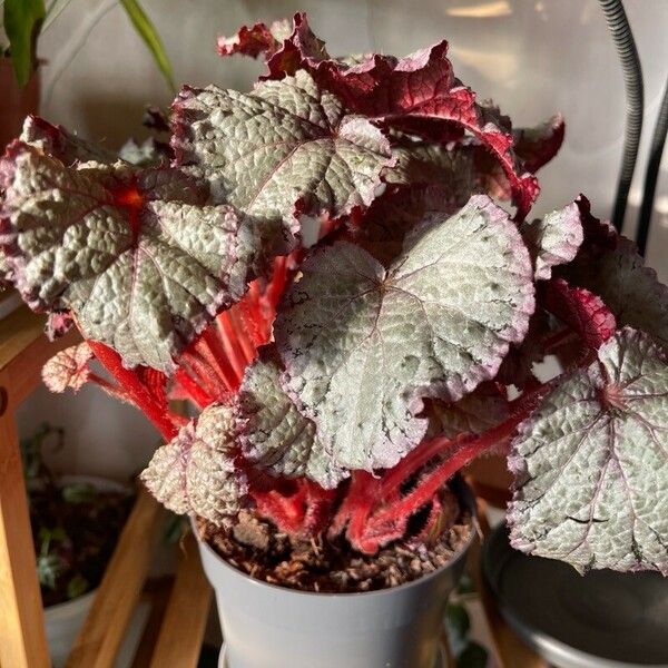 Begonia rex Fuelha