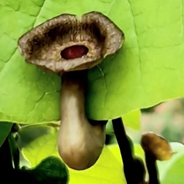 Aristolochia macrophylla Цветок