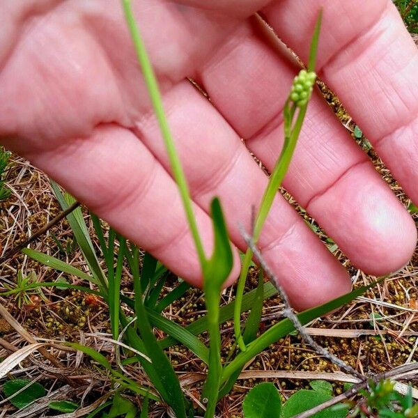 Tofieldia calyculata Habitatea