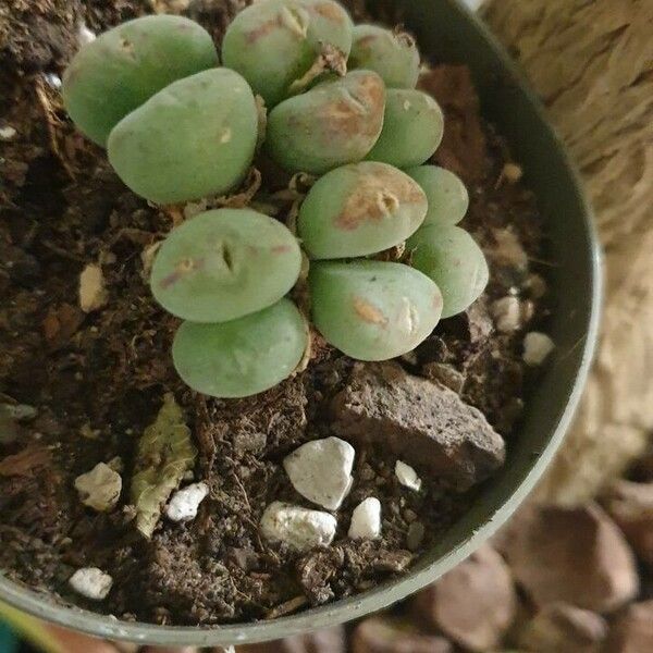 Conophytum velutinum 葉