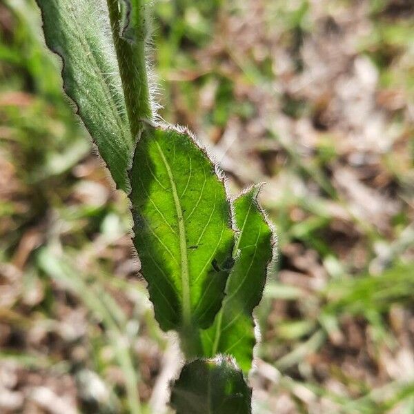 Oenothera stricta برگ