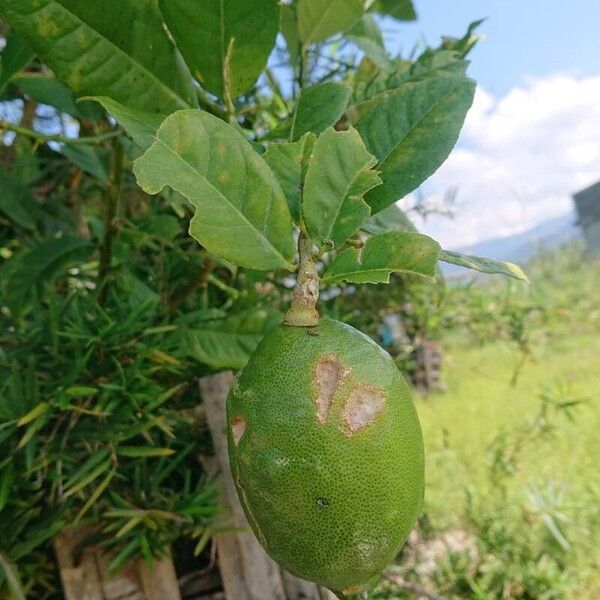 Citrus medica Fruit