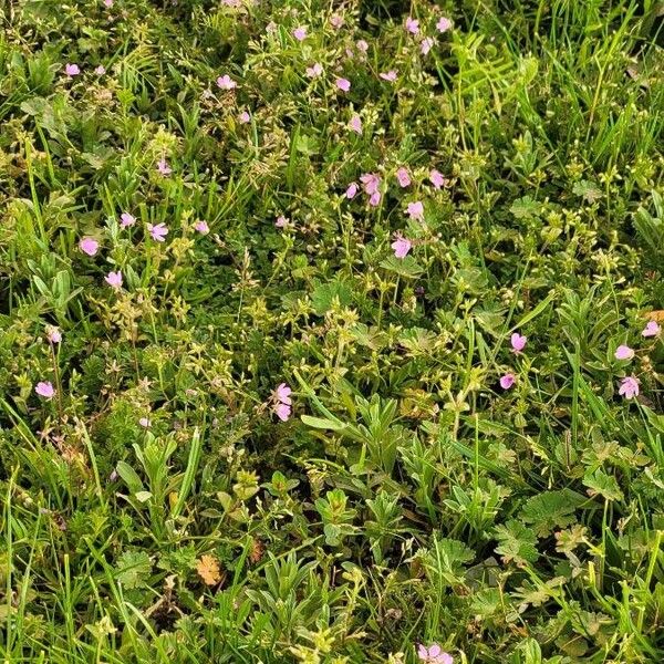 Erodium acaule Buveinė