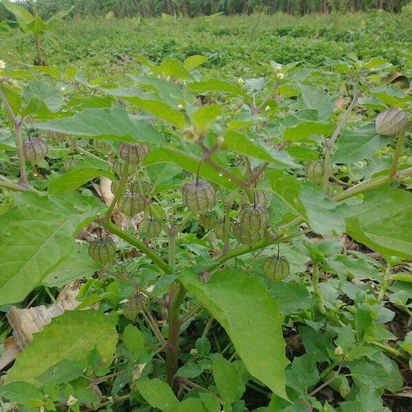 Physalis angulata Blatt