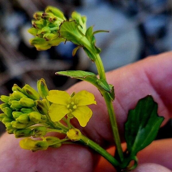 Barbarea vulgaris 花