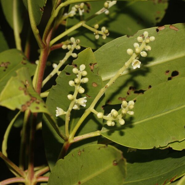 Laguncularia racemosa 果實