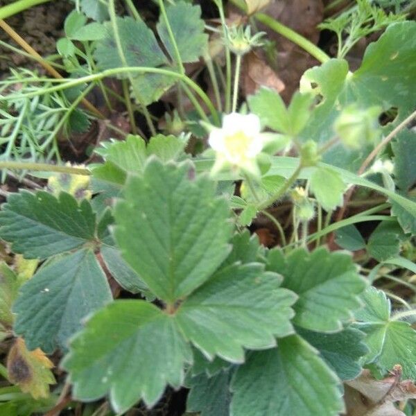 Potentilla pedata Hoja