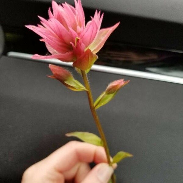 Castilleja parviflora Blomst