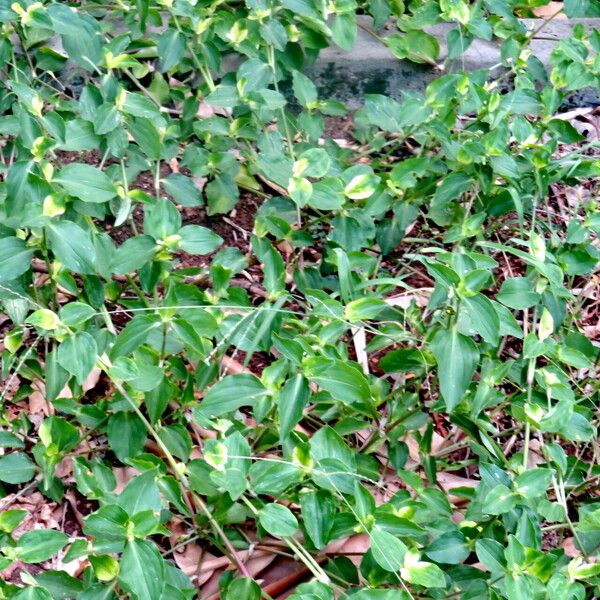 Commelina benghalensis Buveinė