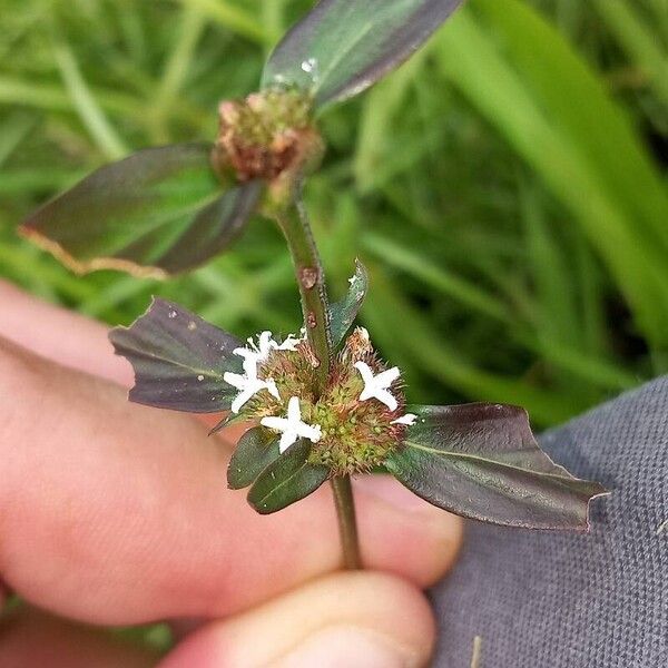 Spermacoce remota Blomst