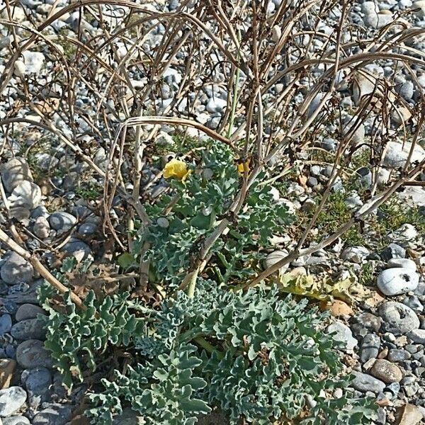 Glaucium corniculatum Blad