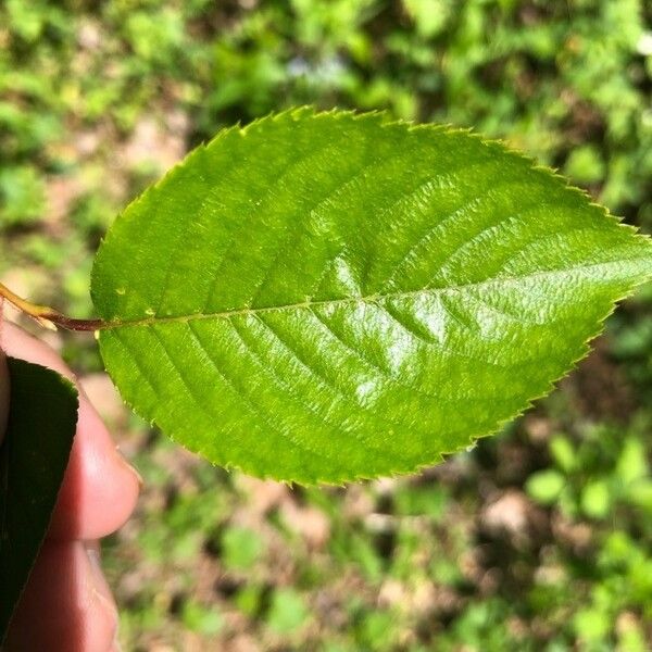 Prunus pensylvanica Blad