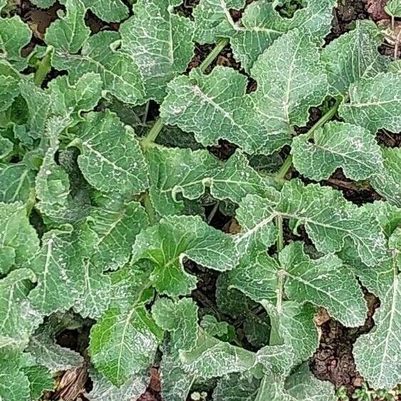 Opopanax chironium Leaf