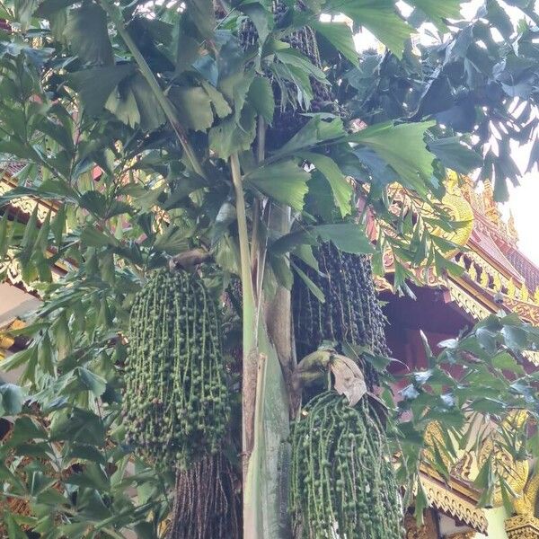 Caryota mitis Froito