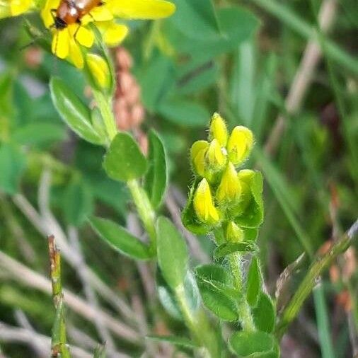 Genista germanica Ліст