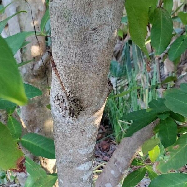 Syzygium samarangense Bark