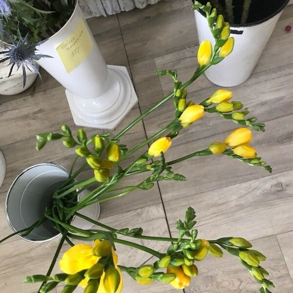 Freesia refracta Cvet