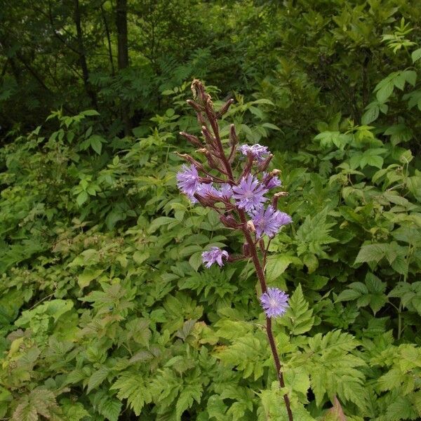 Cicerbita alpina Flower