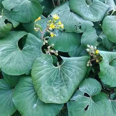 Farfugium japonicum Habit