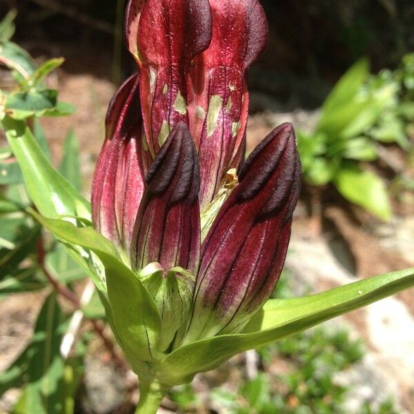 Gentiana purpurea Sonstige