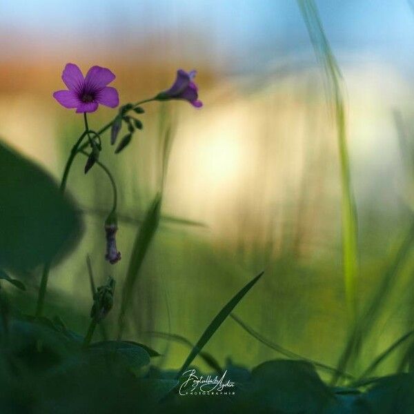 Oxalis articulata Flower