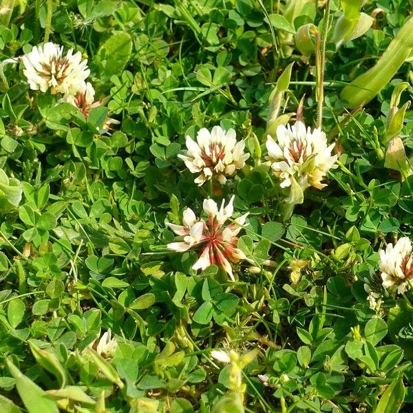 Trifolium repens Hábito