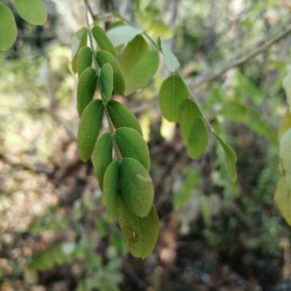 Colutea arborescens Leaf