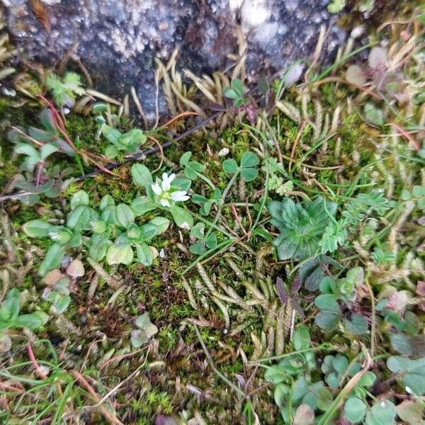 Cerastium diffusum Blad