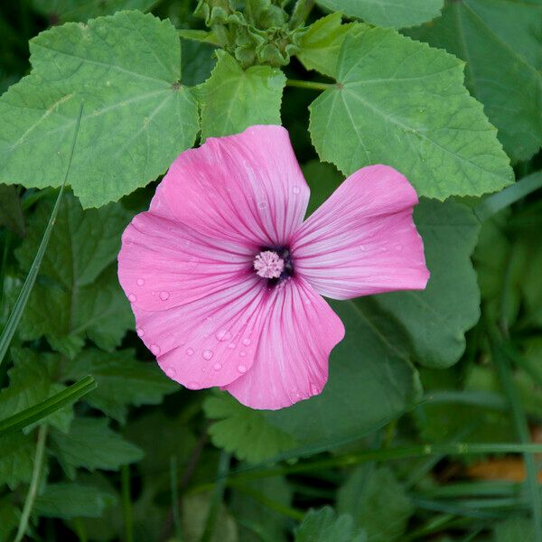 Lavatera trimestris Λουλούδι