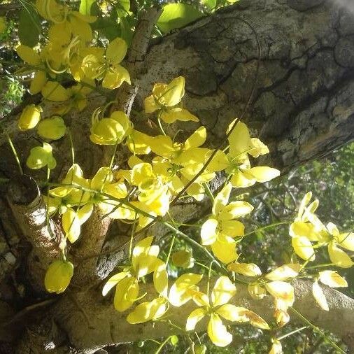 Cassia fistula Flower