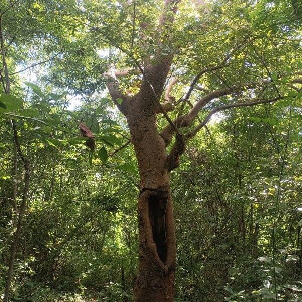 Bursera simaruba Habitat