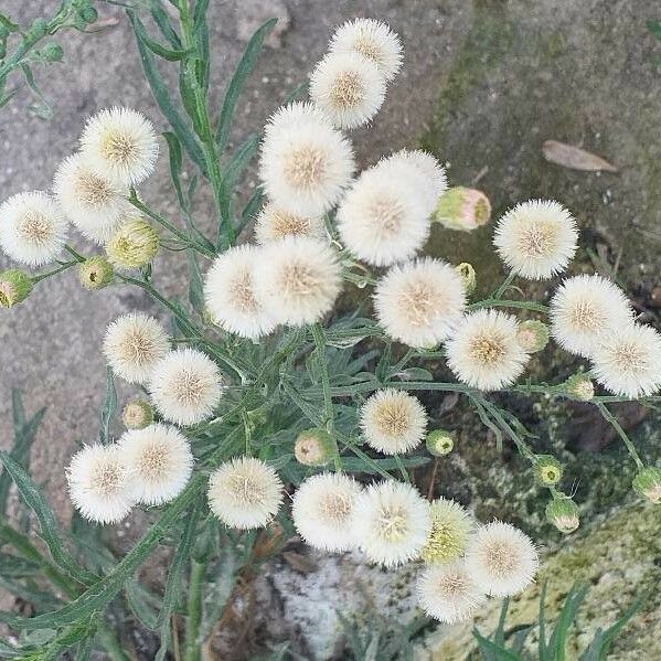 Erigeron bonariensis Fruit