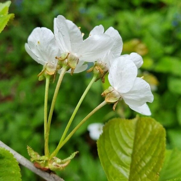 Prunus cerasus 花