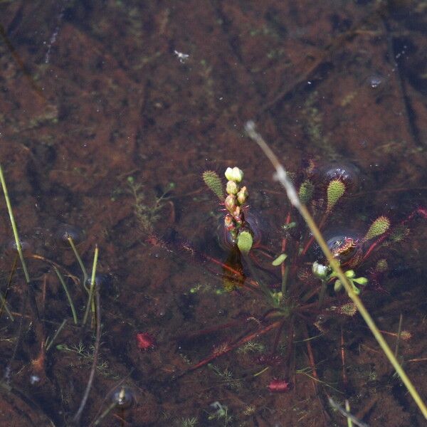 Drosera intermedia Blüte