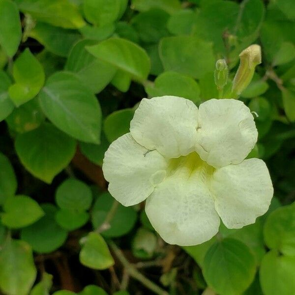 Asystasia gangetica Flower