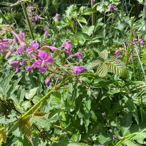 Epilobium angustifolium Virág