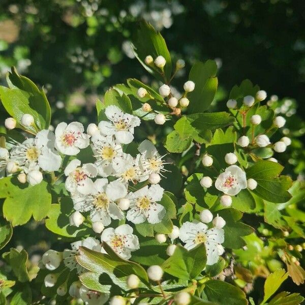 Crataegus azarolus Flower