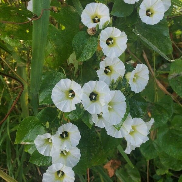 Ipomoea corymbosa Flor