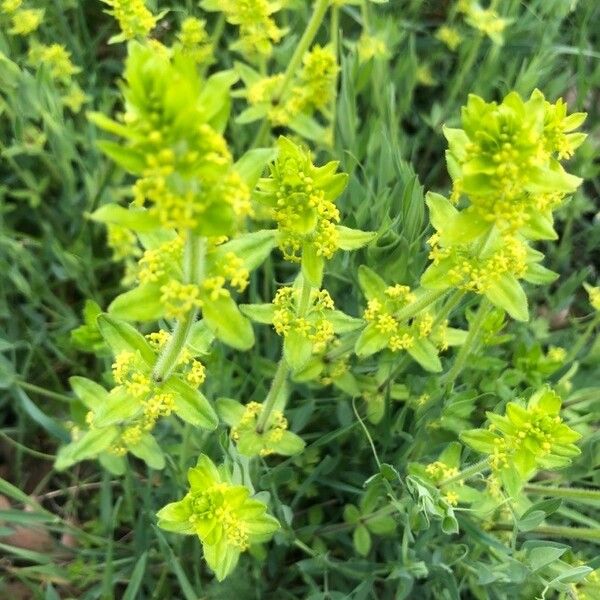 Cruciata laevipes Fiore