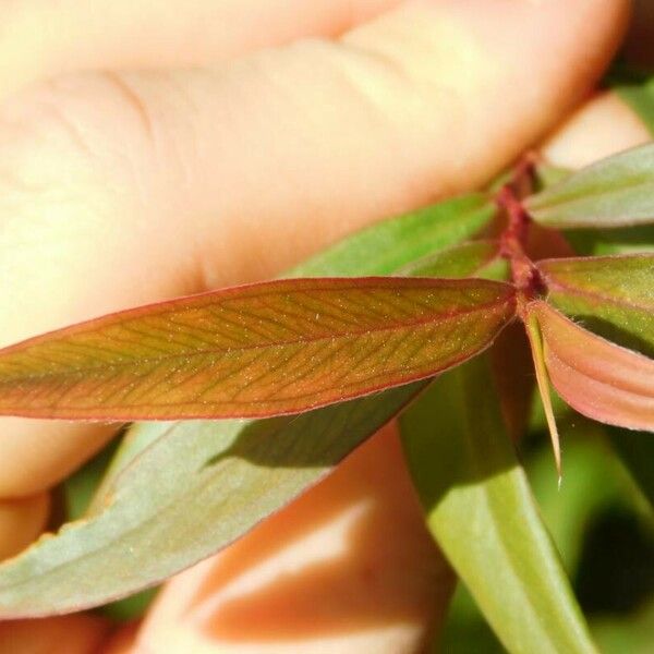 Ludwigia alternifolia 葉