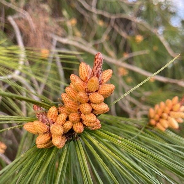 Pinus halepensis Flower
