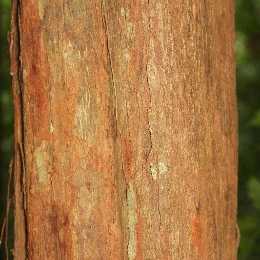 Iryanthera sagotiana Bark