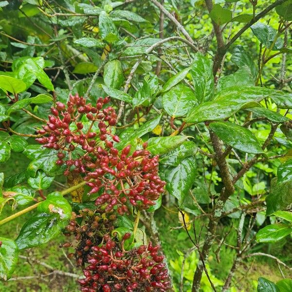 Viburnum treleasei Vaisius