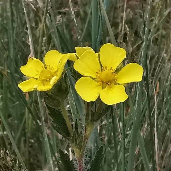 Potentilla pedata Цветок